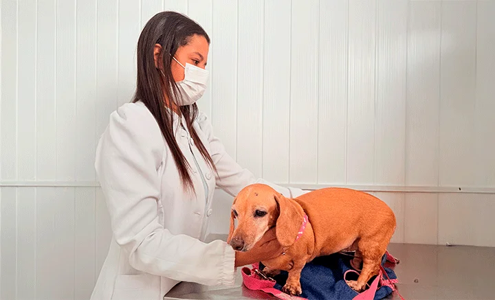 Castração Pet: Muito Mais do que Evitar Filhotes